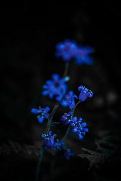 wilde bloemen van Anne-Fleur Eggengoor