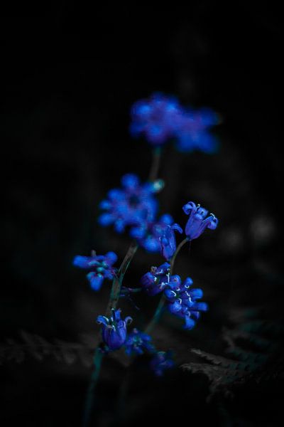 Wildblumen von Anne-Fleur Eggengoor