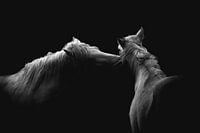 Paard Equus Dialoog Een Stille Ontmoeting tussen paarden