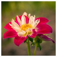 Blumen auf dem Platz