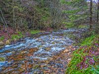 groene natuur met stromend rivier. Prachtige landschap