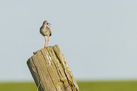 Rotschenkel auf der Suche von Bart Zeegers