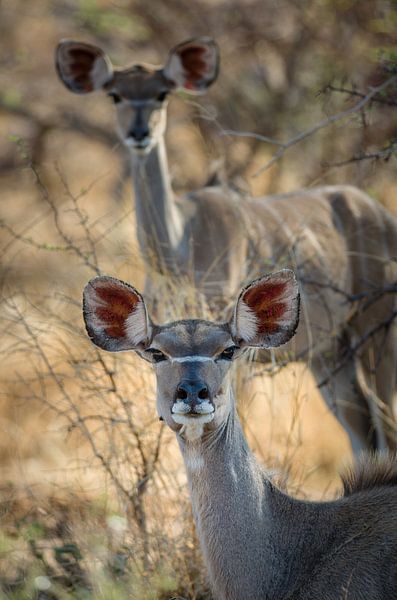 Kudu's van Peter Vruggink
