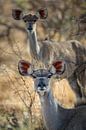 Kudu's van Peter Vruggink thumbnail