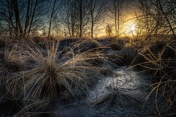 Wierdense veld zonsopkomst winter van Martijn van Steenbergen
