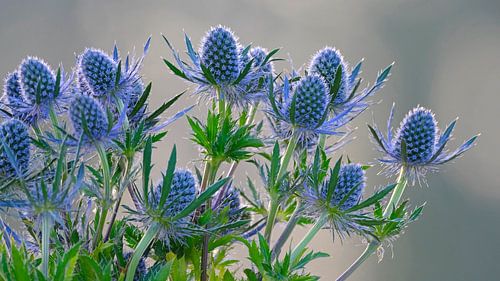 Blue thistles in the sun by Sabrina de Vries