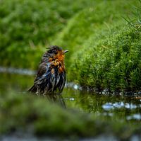 Robins