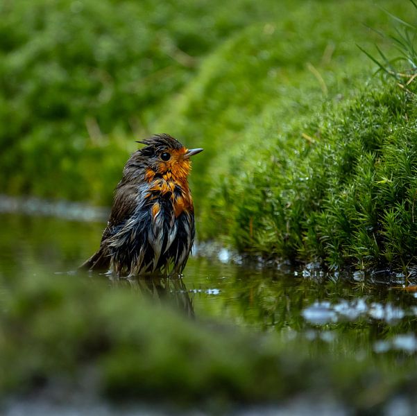 Robins von Lucas de Witt