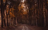 Autumn in the forest