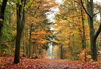 La promenade en forêt