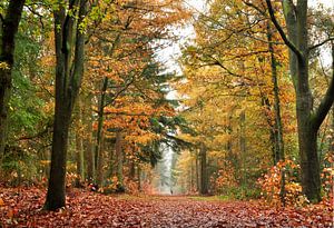La promenade en forêt