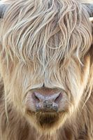 Schotse Hooglander in de zon | Zuid-Kennemerland portret