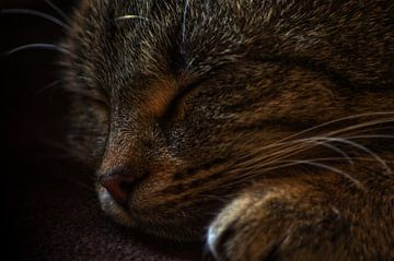 Sleeping cat by Ina Fischer