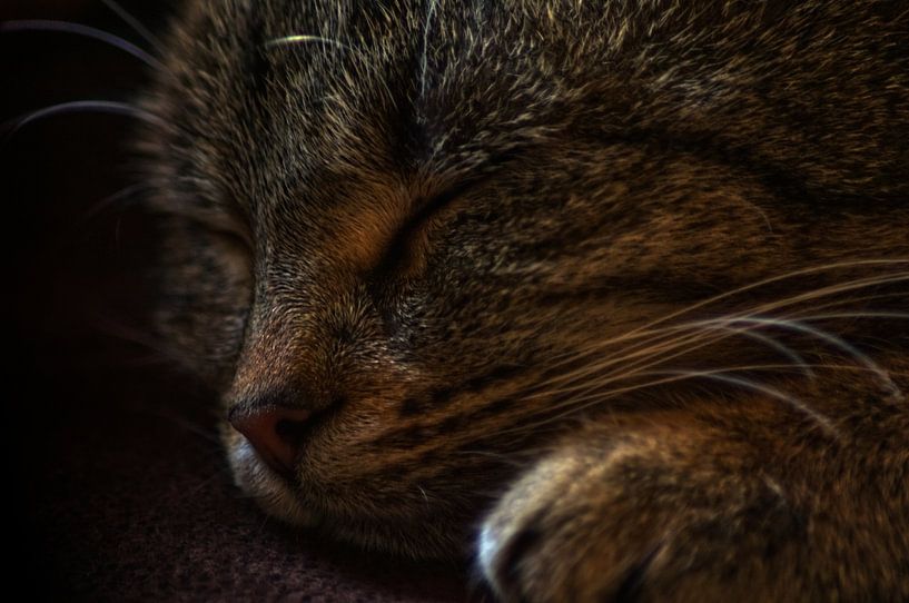 Schlafende Katze von Ina Fischer