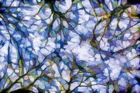 Abstract branches against the sky
