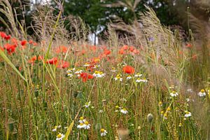 Wildblumen