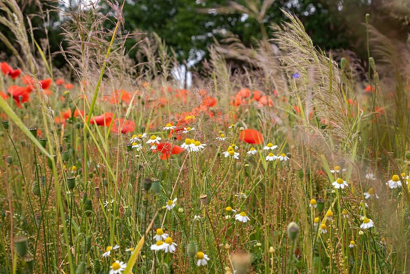 wild flowers by gea strucks