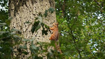 Squirrel Noo(i)t Enough