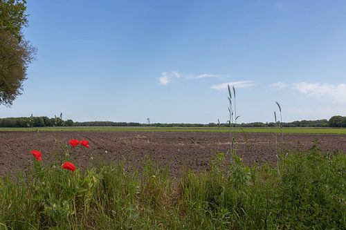 Groninger en Drentse Veenkoloniën