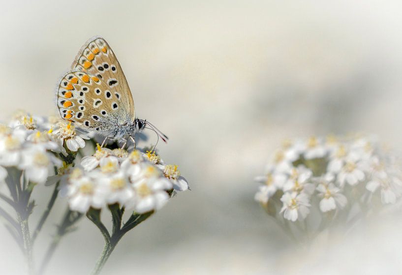 icarusblauwtje in een dromerige omgeving von Maria  Van Dijk