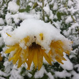 Sonnenblume im Schnee von Andrea Meister
