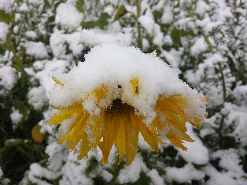 Zonnebloem in de sneeuw