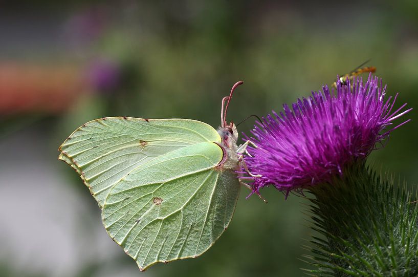 A lemon butterfly on a thistle by cuhle-fotos