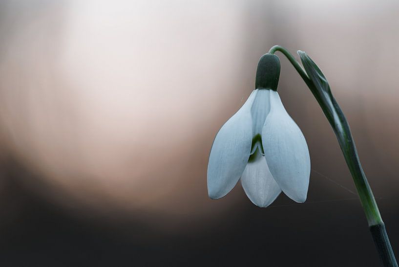 Sneeuwklok bij zonsondergang van Duncan Ruiterman
