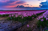 Lente bloemen bij zonsondergang