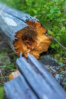 Broken wood