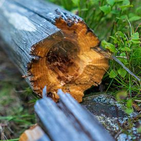 Broken wood sur Arkadiusz Kurnicki