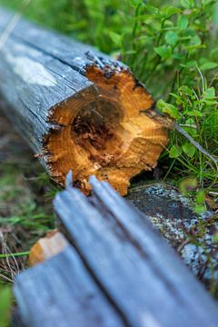 Broken wood von Arkadiusz Kurnicki