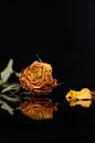 Gelbe verwelkte Rose von Gaby Hendriksz Miniaturansicht