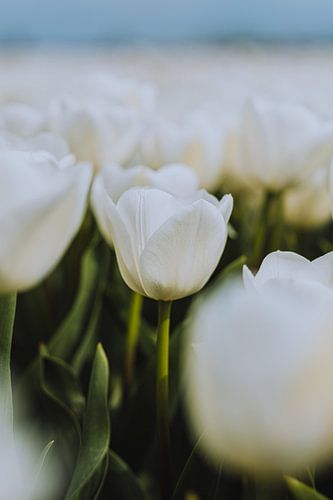 White Tulip Symphony