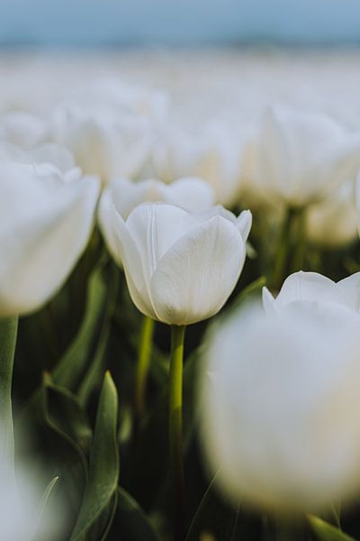 Witte Tulp Symfonie van Pim Haring