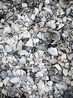 shellfish