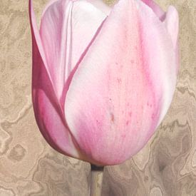 Tulpe. Rosa mit Holzoptik. von Alie Ekkelenkamp