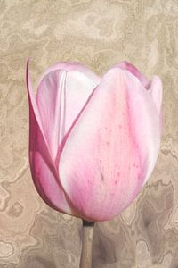 Tulpe. Rosa mit Holzoptik.