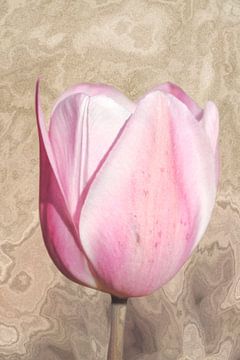 Tulip. Pink with wood look. by Alie Ekkelenkamp