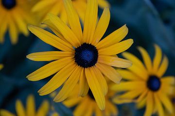 Gänseblümchen von Foto Studio Labie