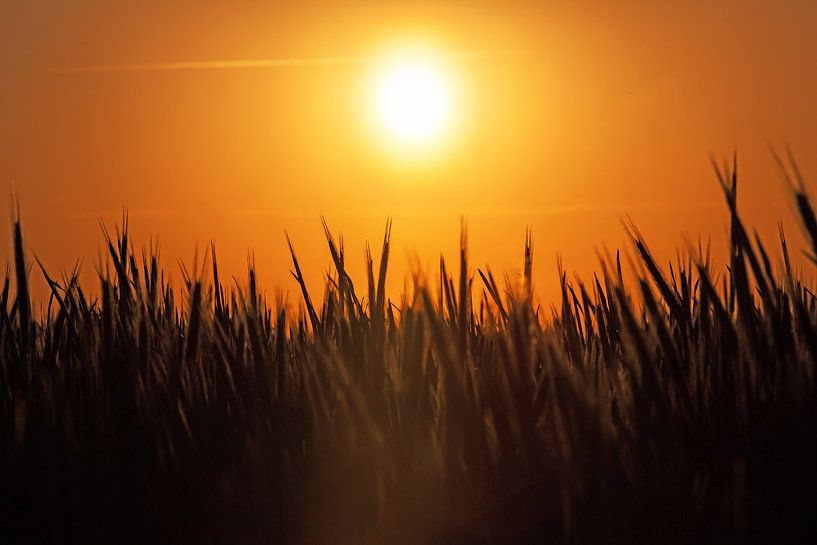 Sonnenuntergang über dem Feld von Frank Herrmann