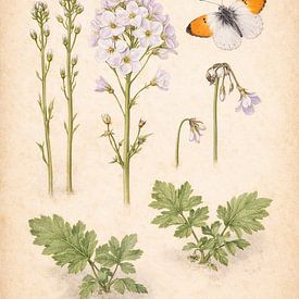 Fauvette grisette et pointe orange - Ecological Herbarium Journal sur Bert Quaedvlieg