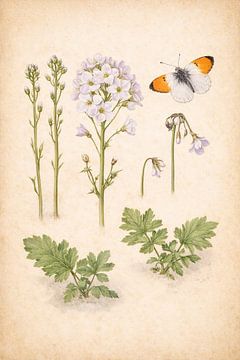 Pinksterbloem en oranjetipje – Ecologisch Herbariumblad van Bert Quaedvlieg