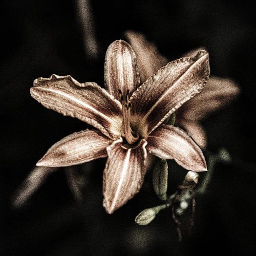 Fleurs sombres en été - n° 08