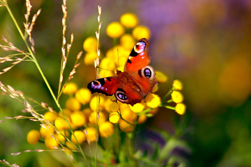 Autumnal poetry featuring a peacock butterfly on a flower