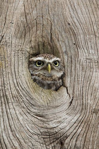 Kiekeboe! Steenuil kijkt door gat in boomstam