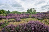 Heide in de Duinen