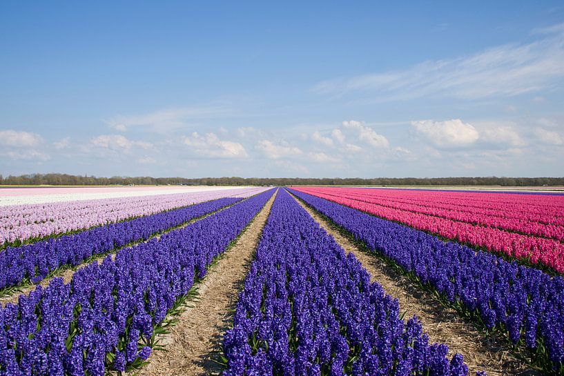 Hyacinths by Barbara Brolsma