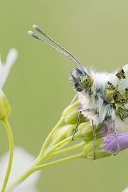 Bad hair day van Marc Crutzen
