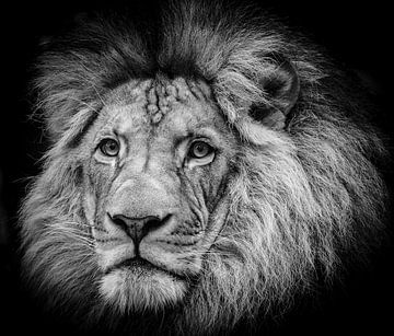 Lion black&white by Ulrich Brodde